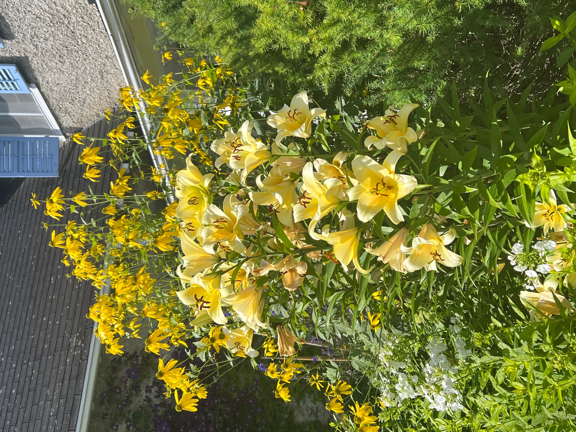 Todd Schwebel's yellow flowers